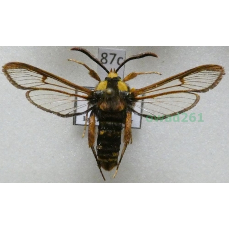 Sesia apiformis (Clerck, 1759) Slovakia87c